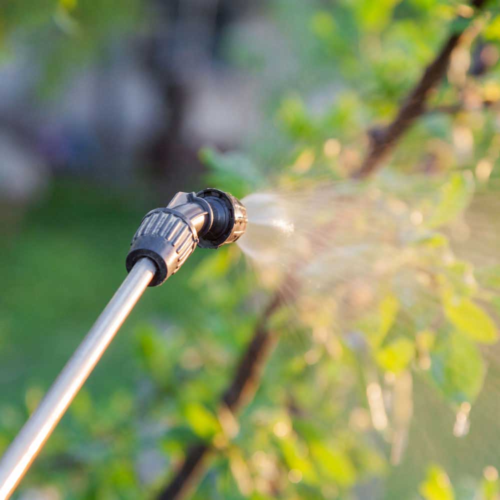 Lawn Pest Control Service