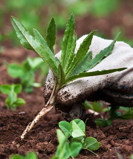 Top Choice Lawn Maintenance And Landscaping, LLC Weed Control services